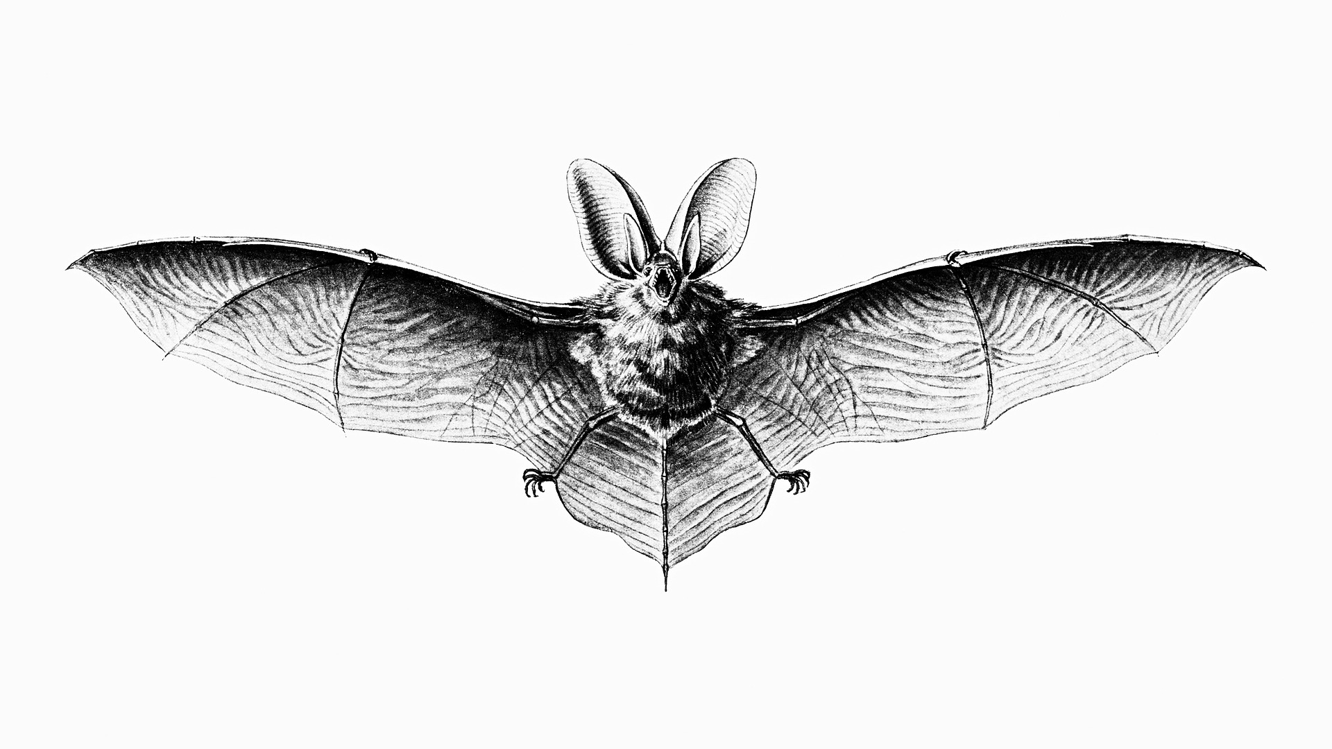 Flagermus i Bispebjerg skolehave 2023