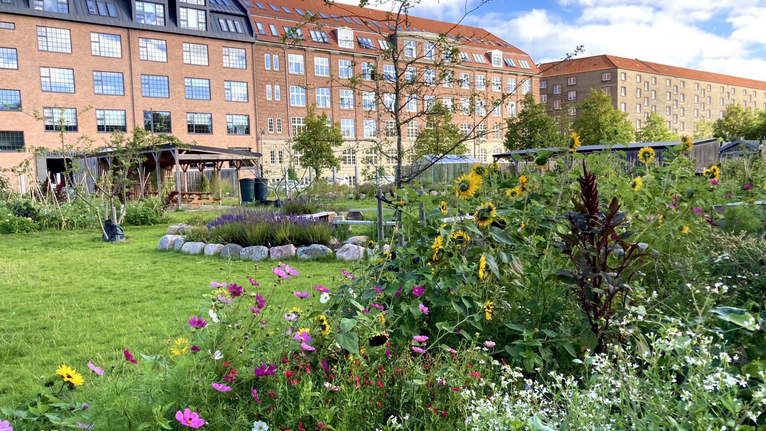Kom til fejring af Islands Brygge Skolehave