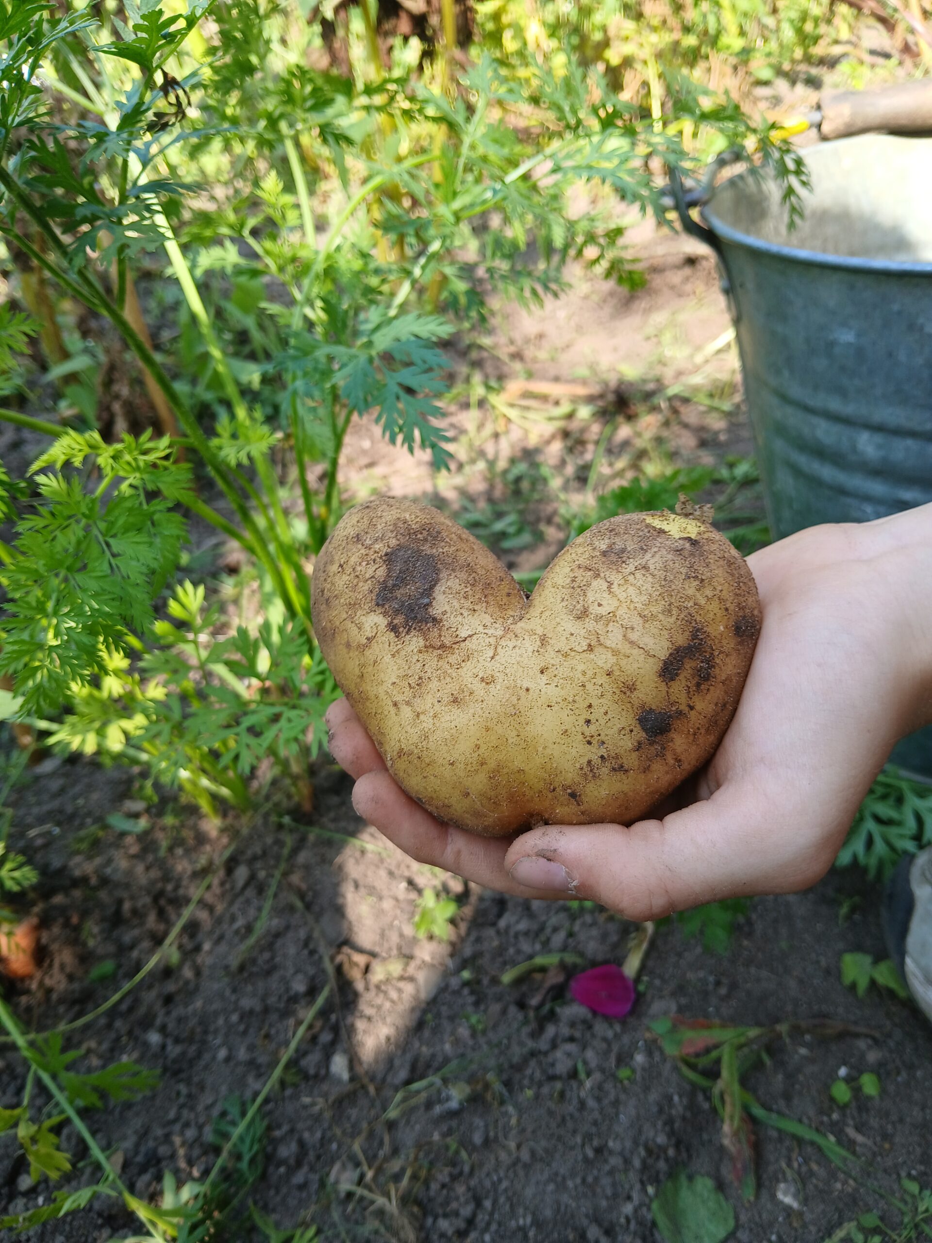 Høstfest i Ellebjerg skolehave d. 25. september
