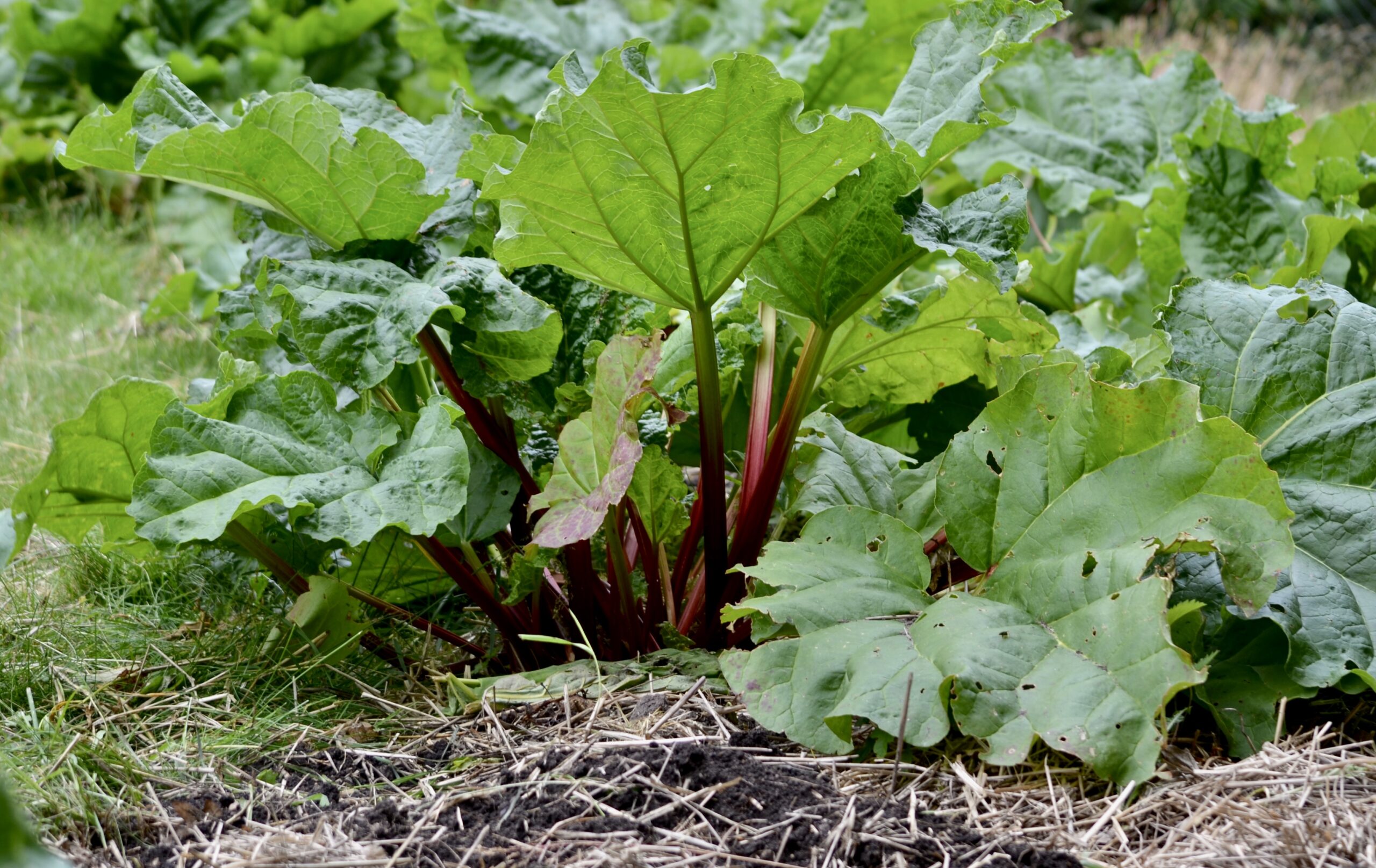 Rabarberfest i Skolehaven Islands Brygge